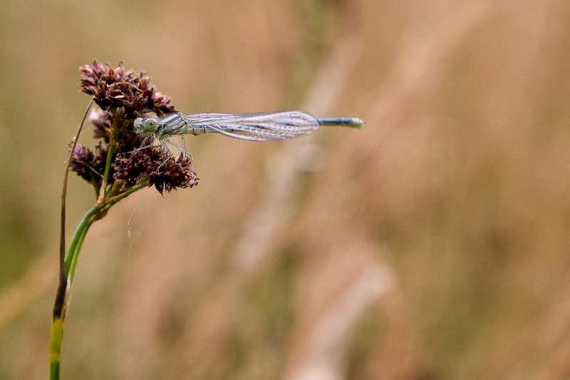 FH_090721_8743.jpg - Coenagrion puella; Azuurwaterjuffer