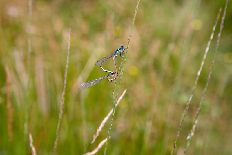 FH_090721_8745.jpg - Coenagrion puella; Azuurwaterjuffer - parend