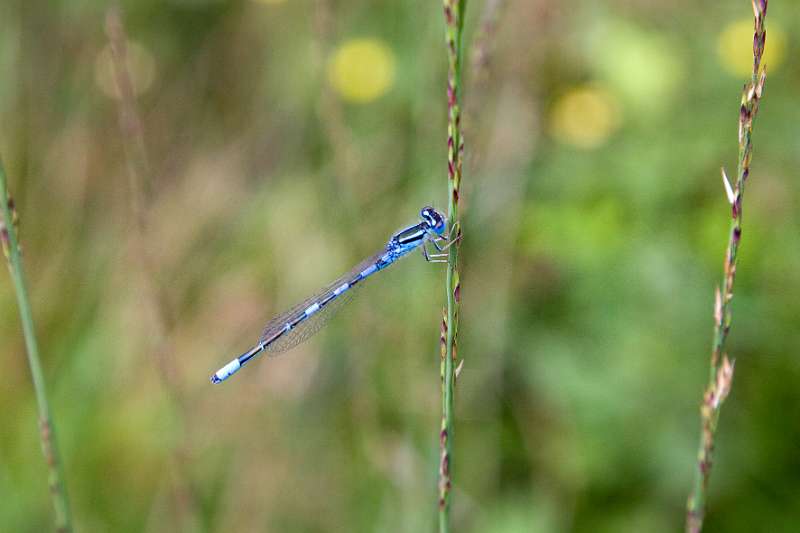 FH_090721_8748.jpg - Coenagrion puella; Azuurwaterjuffer