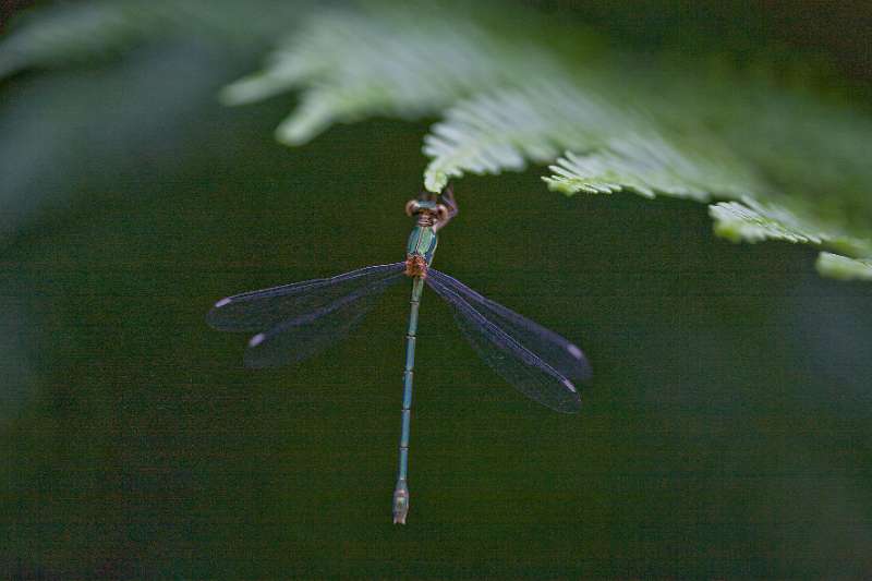 FH_090721_8758.jpg - Lestes sponsa; Gewone pantserjuffer