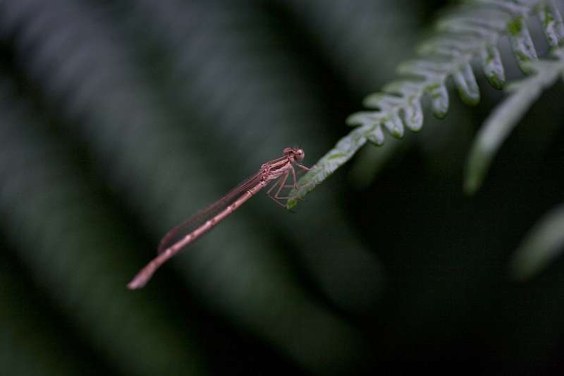 FH_090721_8760.jpg - Lestes sponsa; Gewone pantserjuffer