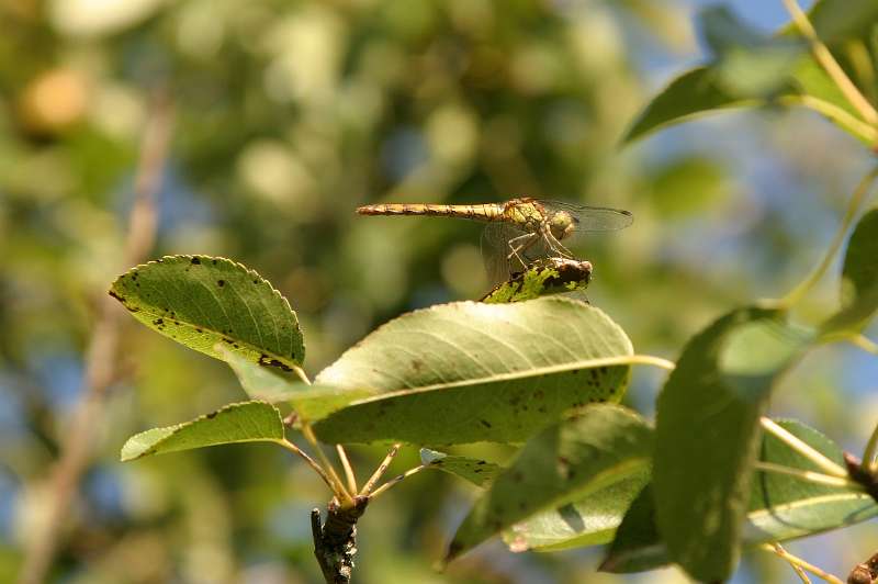 FH_DF_0027_4231.jpg - Sympetrum vulgatum - gewone heidelibel (female)