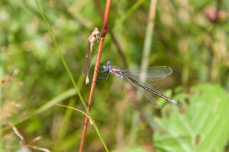 FH_DF_0028_5967.jpg - Lestes Viridis - houtpantserjufer