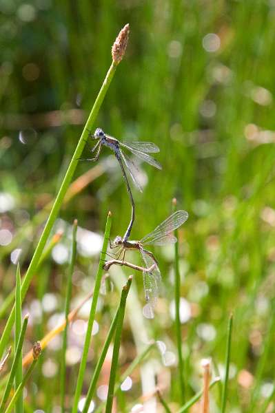 FH_DF_0029_5971.jpg - Lestes Viridis - houtpantserjufer