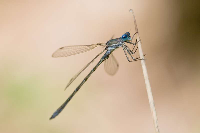 FH_DF_0031_6015.jpg - Lestes Viridis - houtpantserjufer