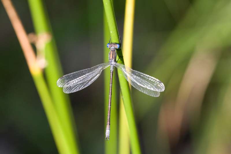 FH_DF_0032_6016.jpg - Lestes Viridis - houtpantserjufer