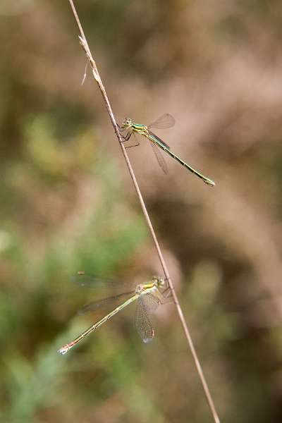 FH_DF_0033_6048.jpg - Lestes Viridis - houtpantserjufer