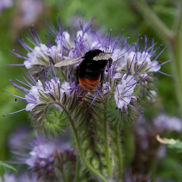 139FH_100609_13859.jpg - Baie de Somme - Saint-Valery-sur-Somme - Herbarium - Phacelia tanacetifolia