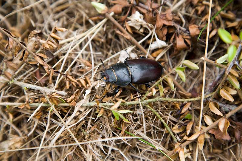 FH_090719_8711.jpg - Lucanus cervus - Vliegend hert - female