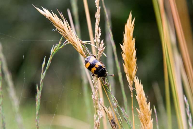 FH_090721_8730.jpg - Nicrophorus vespillo; Krompootdoodgraver