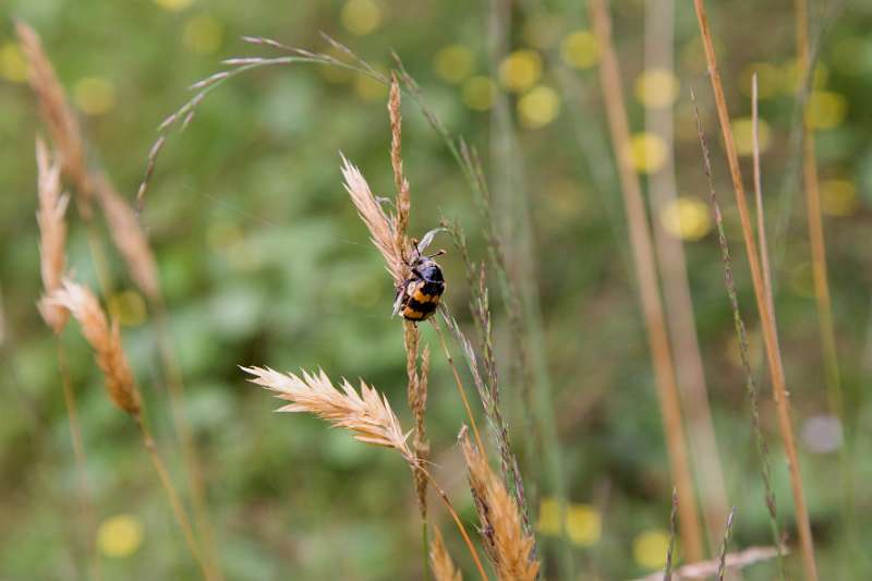 FH_090721_8731.jpg - Nicrophorus vespillo; Krompootdoodgraver