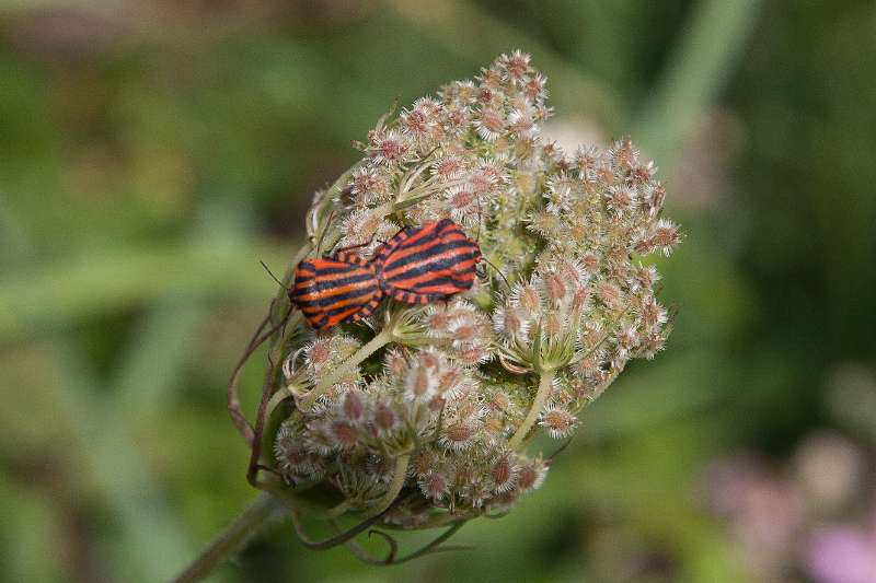 FH_100721_14136.jpg - Graphosoma lineatum - pyjamawants