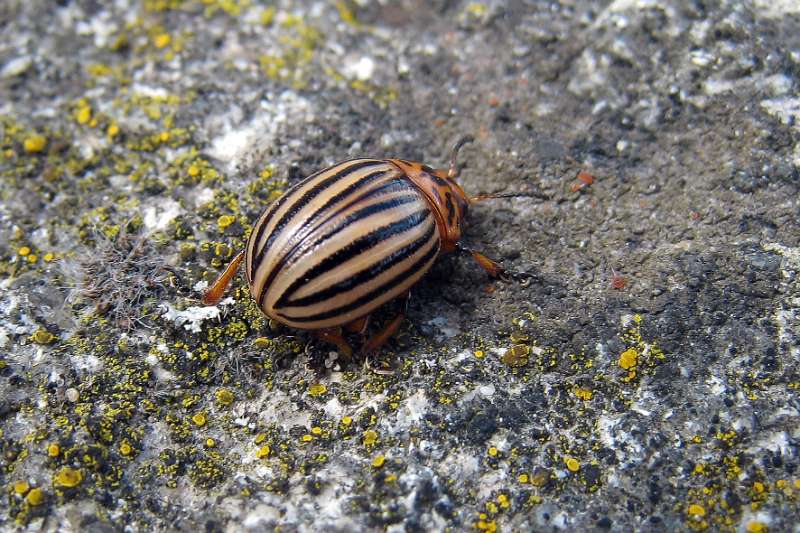 FH_100801_IX1434.jpg - Leptinotarsa decemlineata - Coloradokever