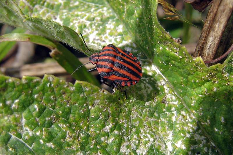 FH_100801_IX1444.jpg - Graphosoma lineatum - pyjamawants