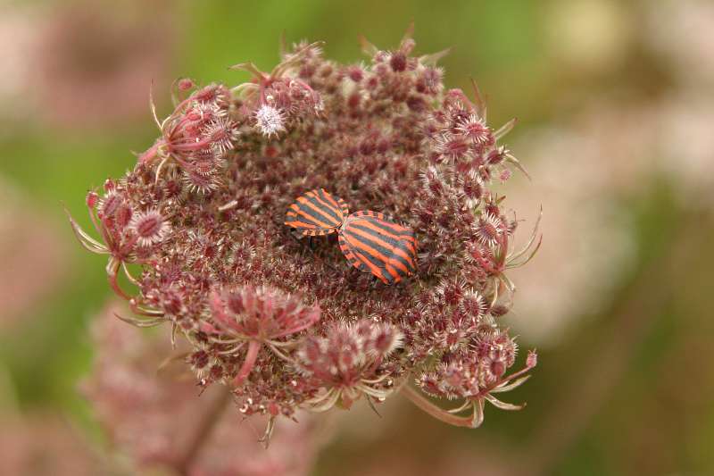 FH_INS_0029_4223.jpg - Graphosoma lineatum - pyjamawants