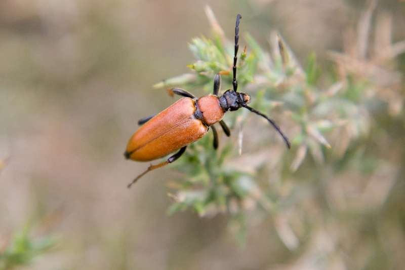 FH_INS_0035_6050.jpg - Corymba rubra - rode smalbok