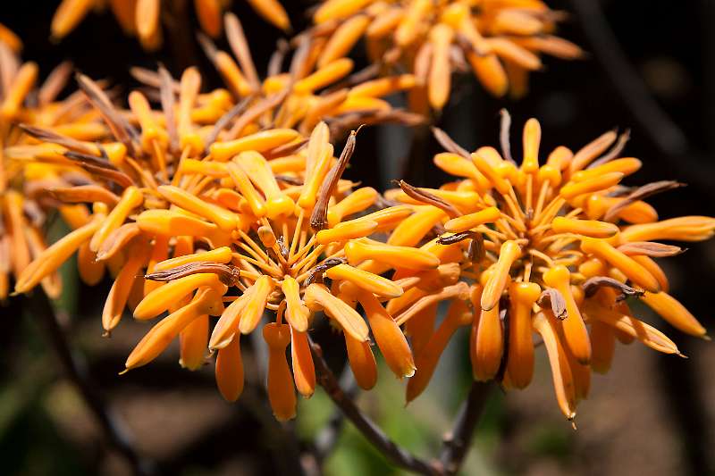 FH_110509_17529.jpg - Madeira - Jardim Botanico