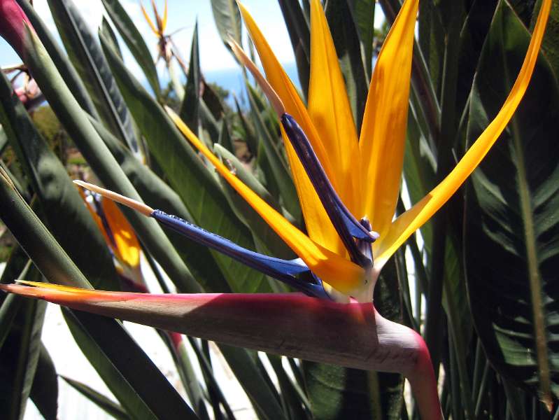 FH_110509_IX1749.jpg - Madeira - Jardim Botanico