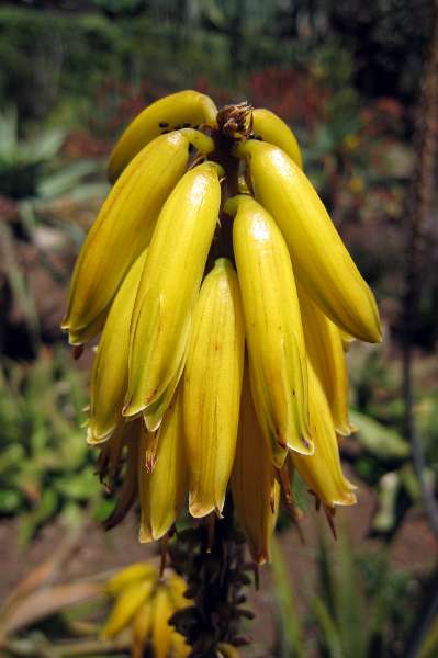 FH_110509_IX1752.jpg - Madeira - Jardim Botanico