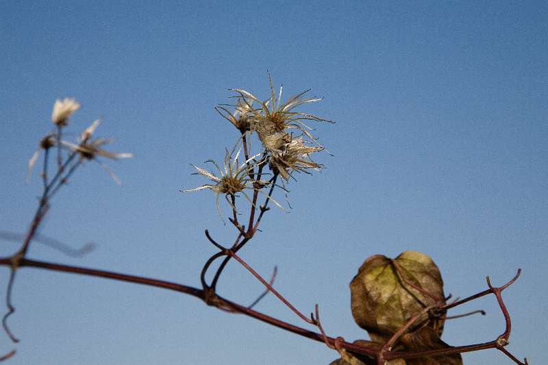 FH_FG_0116_4830.jpg - Clematis vitalba (wilde bosrank)