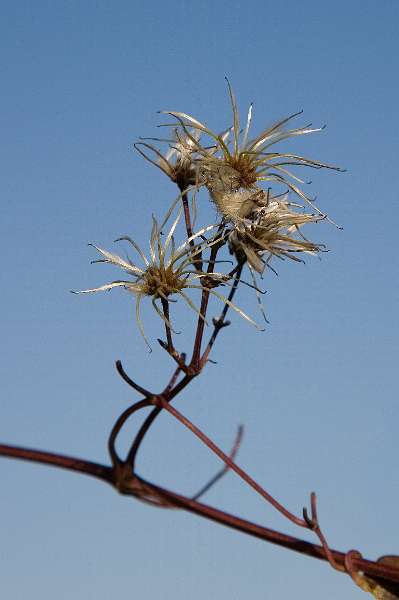 FH_FG_0117_4830a.jpg - Clematis vitalba (wilde bosrank)