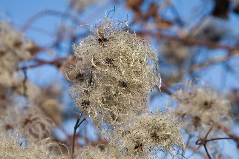 FH_FG_0118_4831.jpg - Clematis vitalba (wilde bosrank)