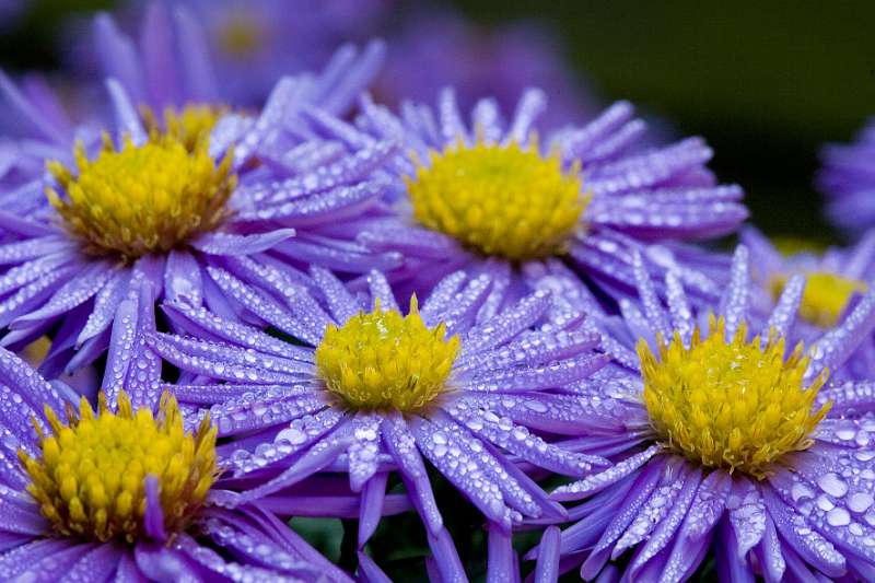 FH_FG_0131_6760.jpg - Aster novae angliae Purple Dome - Herfstaster