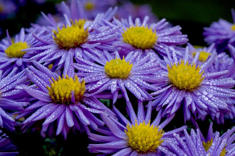 FH_FG_0132_6761.jpg - Aster novae angliae Purple Dome - Herfstaster