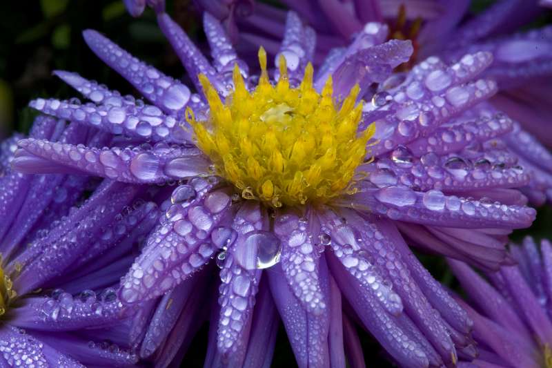 FH_FG_0135_6765.jpg - Aster novae angliae Purple Dome - Herfstaster