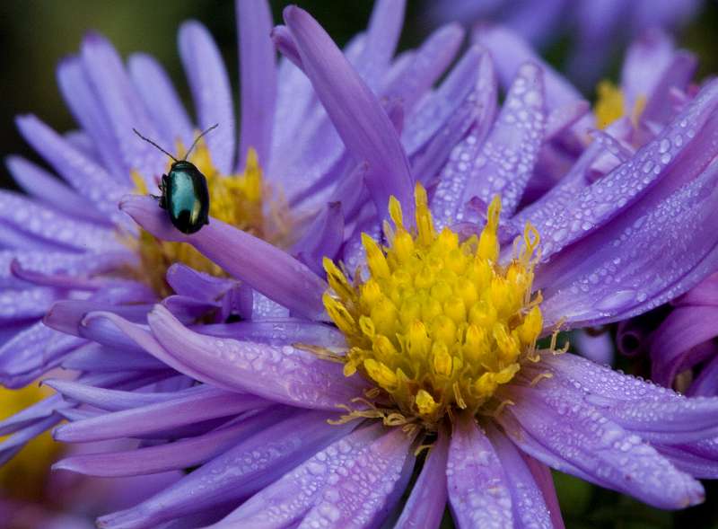 FH_FG_0136_6768.jpg - Aster novae angliae Purple Dome - Herfstaster