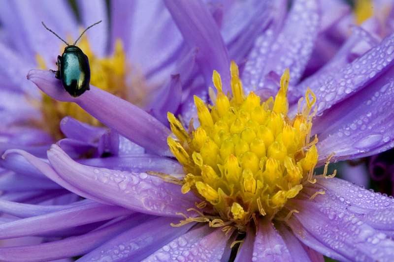 FH_FG_0139_6772.jpg - Aster novae angliae Purple Dome - Herfstaster