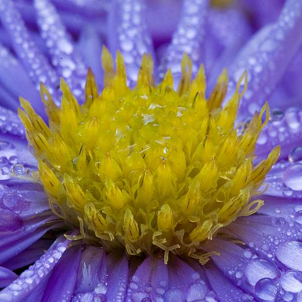 FH_FG_0143_6776.jpg - Aster novae angliae Purple Dome - Herfstaster