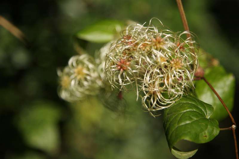 FH_FG_0144_6606.JPG - Clematis vitalba (wilde bosrank)