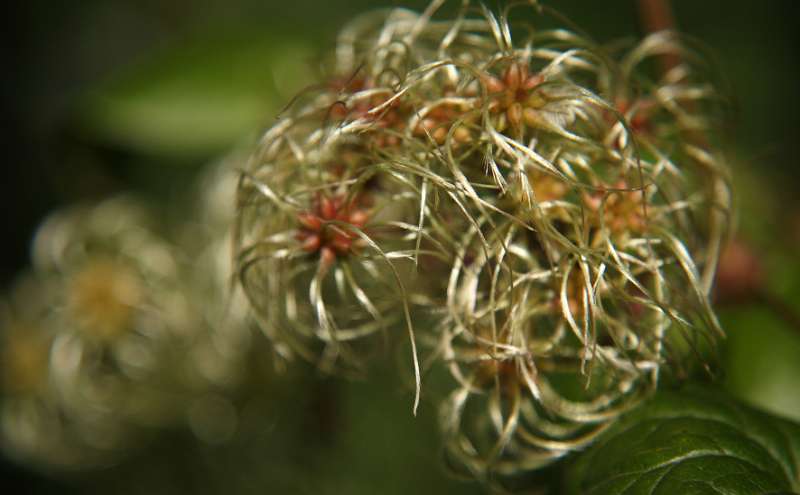 FH_FG_0145_6608.JPG - Clematis vitalba (wilde bosrank)