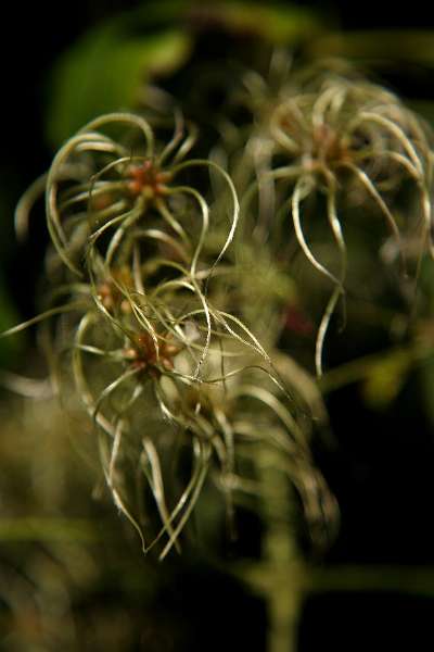 FH_FG_0146_6609.JPG - Clematis vitalba (wilde bosrank)