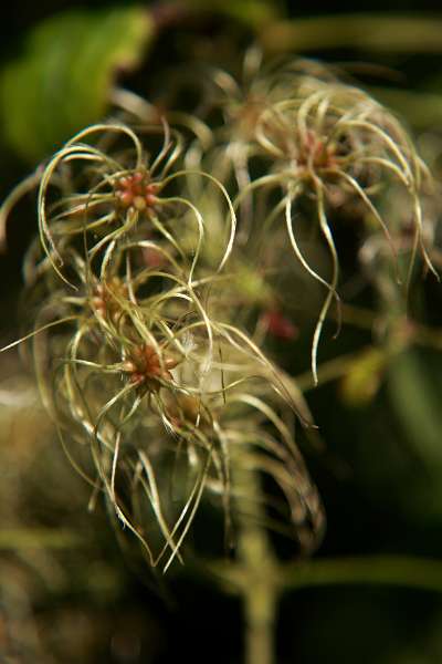 FH_FG_0147_6611.JPG - Clematis vitalba (wilde bosrank)