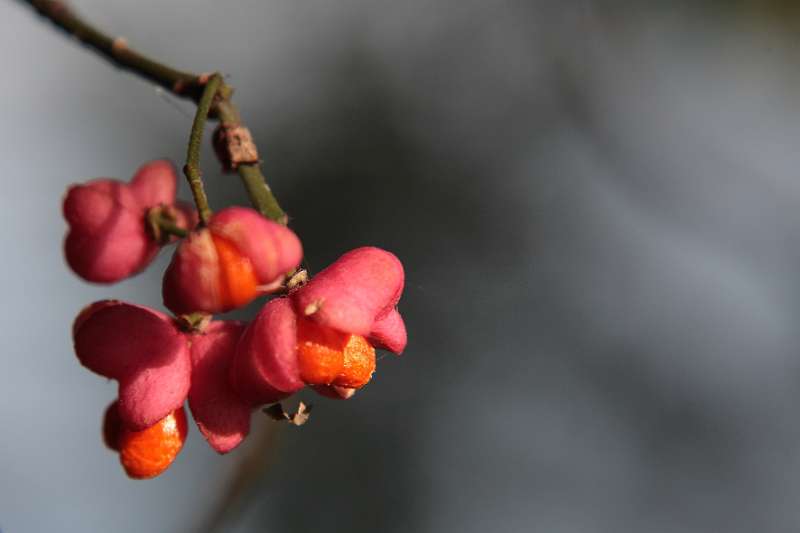 FH_FG_0150_6621.JPG - Euonymus planipes - Kardinaalshoed