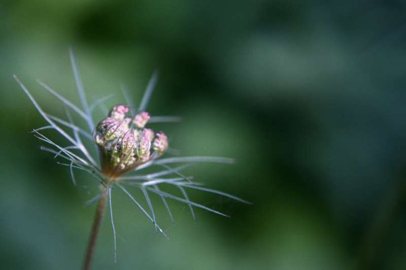 FH_FG_0154_6630a.jpg - Daucus carota - Wilde peen