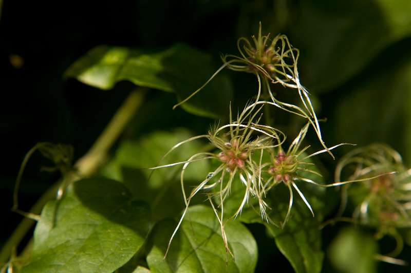 FH_FG_0165_6747.jpg - Clematis vitalba (wilde bosrank)