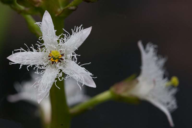 FH_FG_0172_7668.jpg - Menyanthes trifoliata (waterdrieblad)