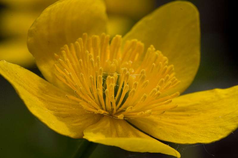 FH_FG_0173_7672.jpg - Caltha palustris (dotterbloem)