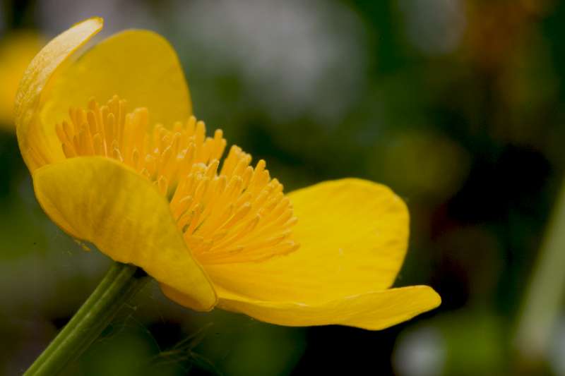 FH_FG_0176_7679.jpg - Caltha palustris (dotterbloem)