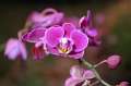 FH_FG_0050(orchidee)