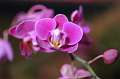 FH_FG_0052(orchidee)