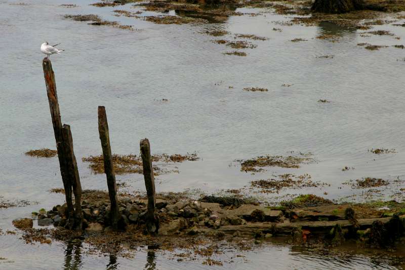 Frehae_MISC_016.jpg - Wrecked ships in the Ria d'Etel (Morbihan) France