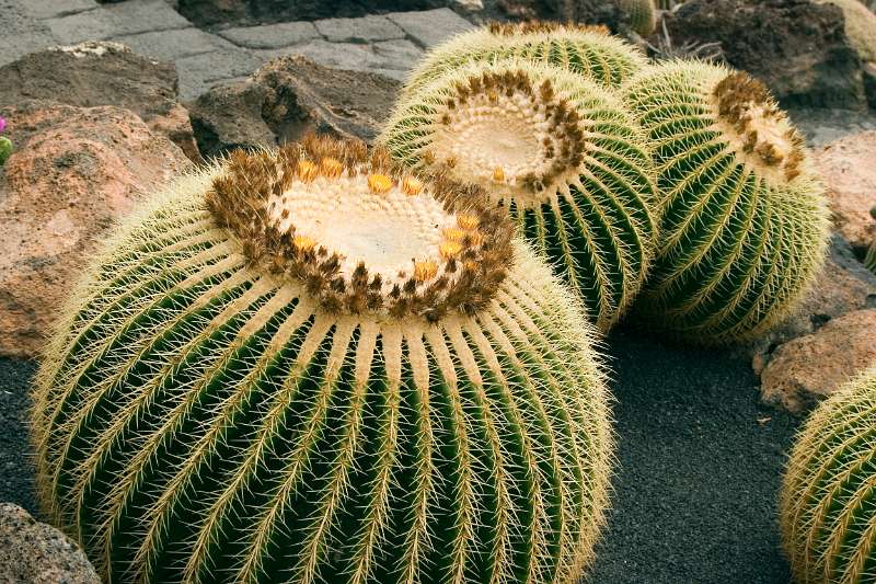 FH-TR-LZ_0229(3674).jpg - Jardin de cactus