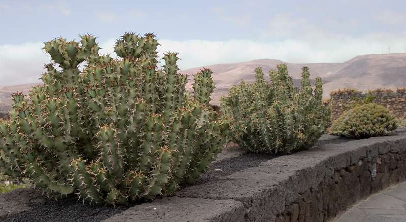 FH-TR-LZ_0258(3713).jpg - Jardin de cactus