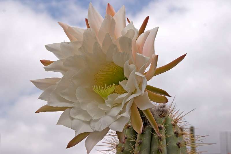 FH-TR-LZ_0290(3753).jpg - Jardin de cactus