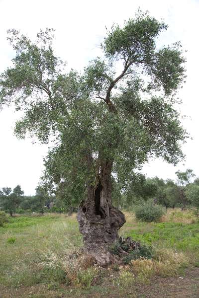 FH_0806_119_5704.jpg - Ágios Spiridon - Olive tree