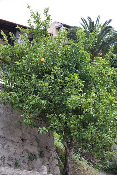 FH_0806_134_5721.jpg - Ágios Athanásios - lemon tree